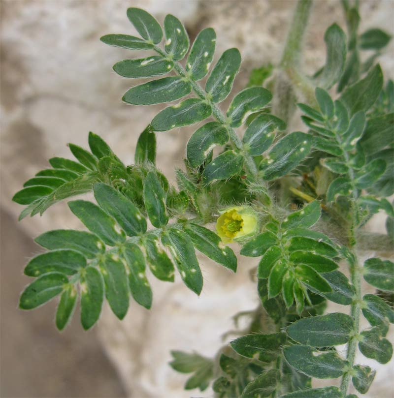 Image of Tribulus bimucronatus specimen.