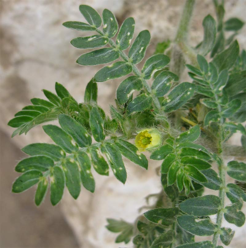 Изображение особи Tribulus bimucronatus.