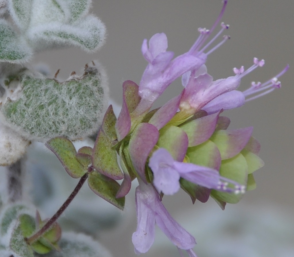 Изображение особи Origanum dictamnus.