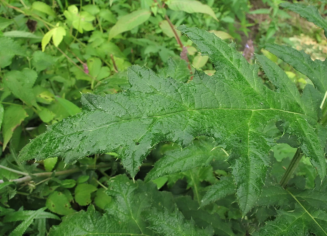 Image of Echinops exaltatus specimen.