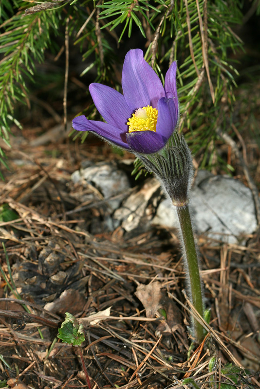 Image of Pulsatilla patens specimen.