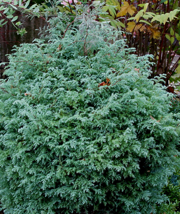 Image of Chamaecyparis pisifera specimen.