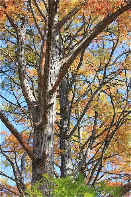 Image of Taxodium distichum specimen.