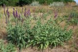 Salvia tesquicola. Цветущие растения. Ростовская обл., Неклиновский р-н, Носовское с/п, Камышовая балка. 11.08.2012.