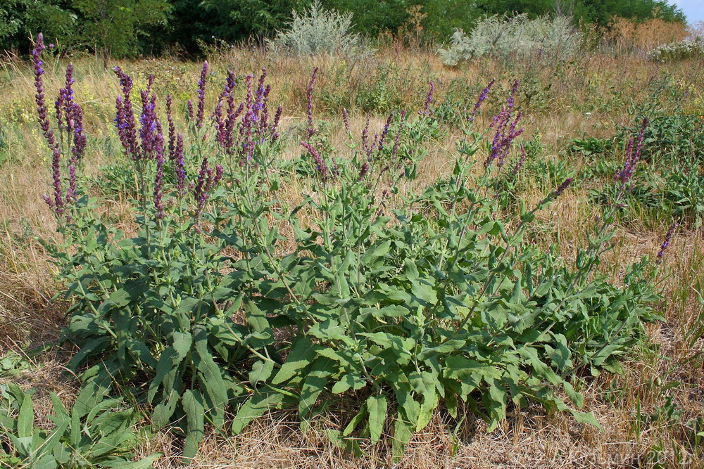 Image of Salvia tesquicola specimen.