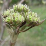 Image of taxon representative. Author is Наталия Шульц