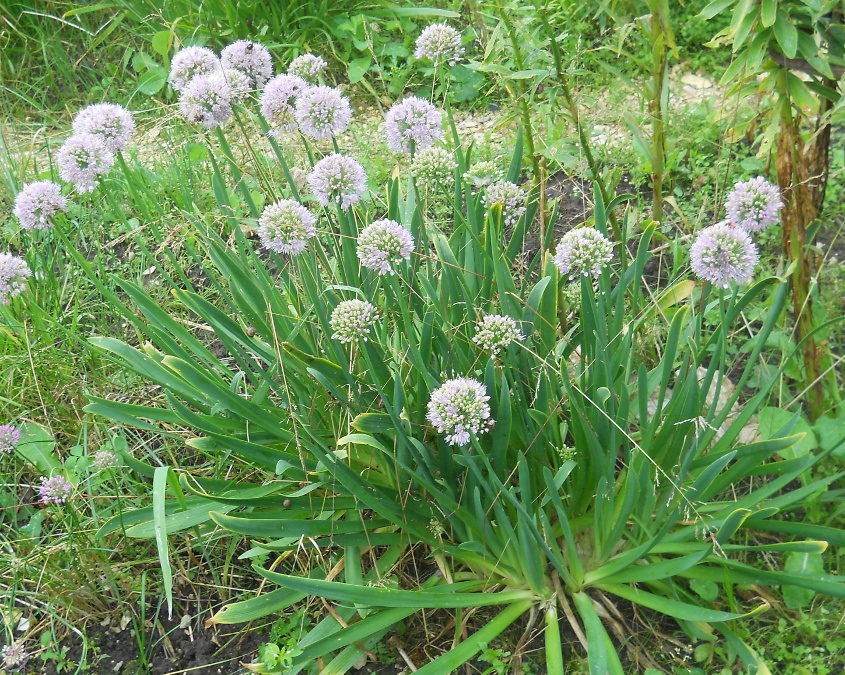 Image of Allium nutans specimen.