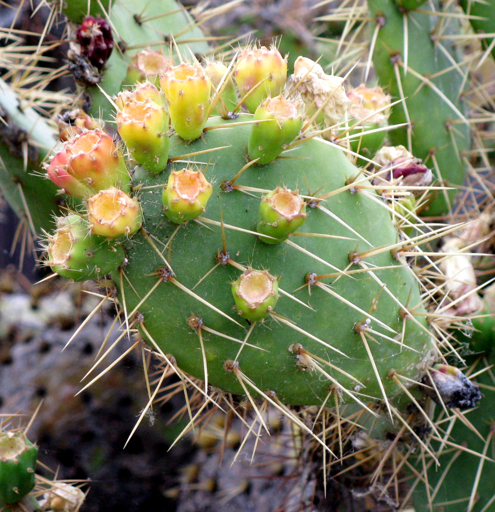 Изображение особи Opuntia phaeacantha.