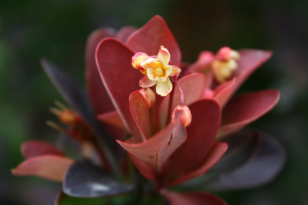 Image of Berberis thunbergii specimen.