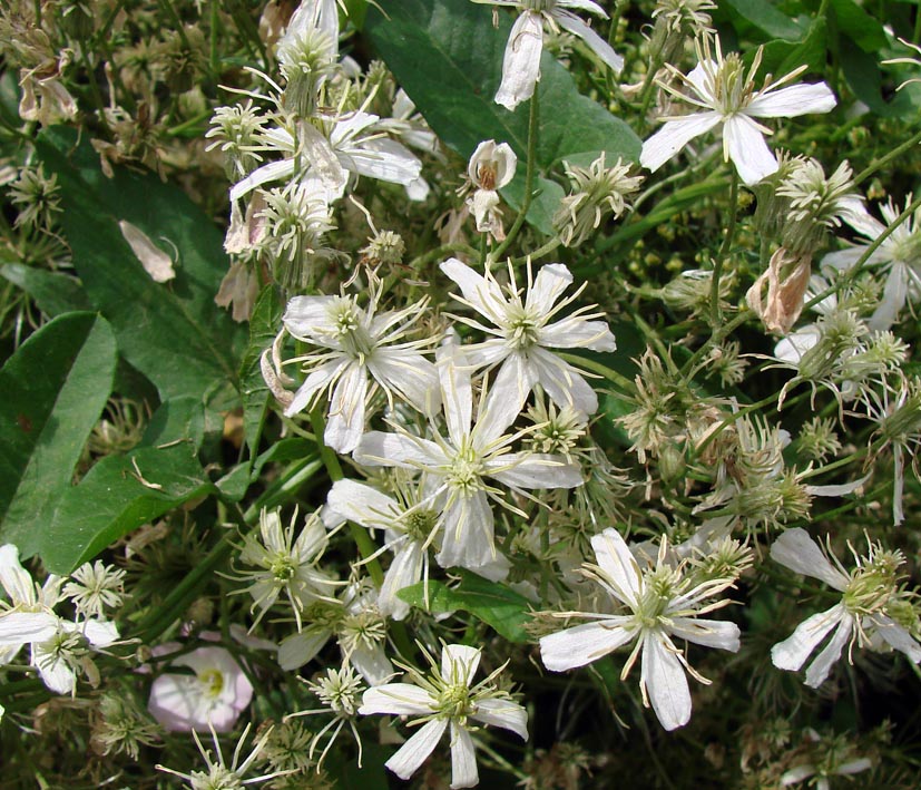 Image of Clematis songorica specimen.