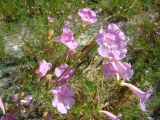 Incarvillea olgae