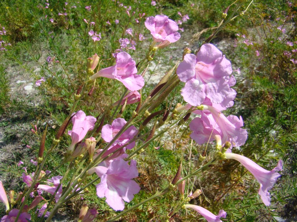 Image of Incarvillea olgae specimen.