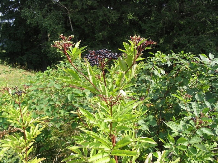 Изображение особи Sambucus ebulus.