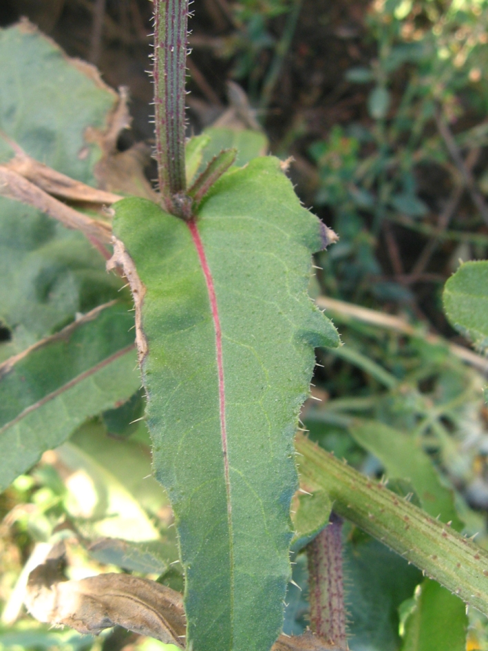 Image of Picris hieracioides specimen.