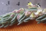 Kickxia floribunda