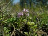 Thymus serpyllum