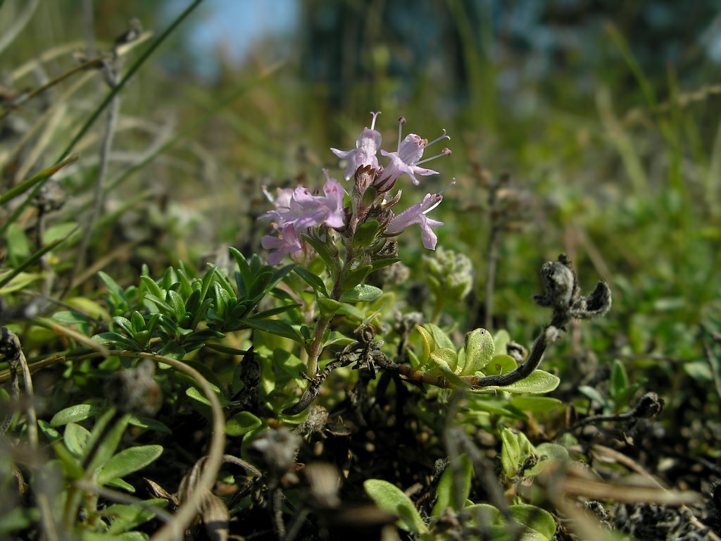 Image of Thymus serpyllum specimen.