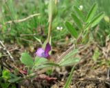 Vicia lathyroides. Побег с цветком. Крым, Карадагский заповедник. 3 апреля 2013 г.