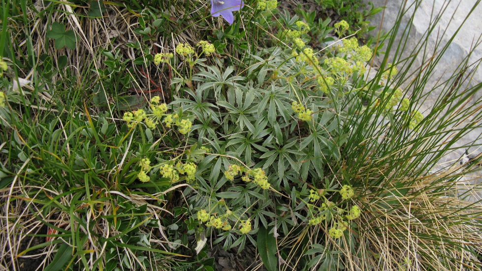 Изображение особи Alchemilla sericea.