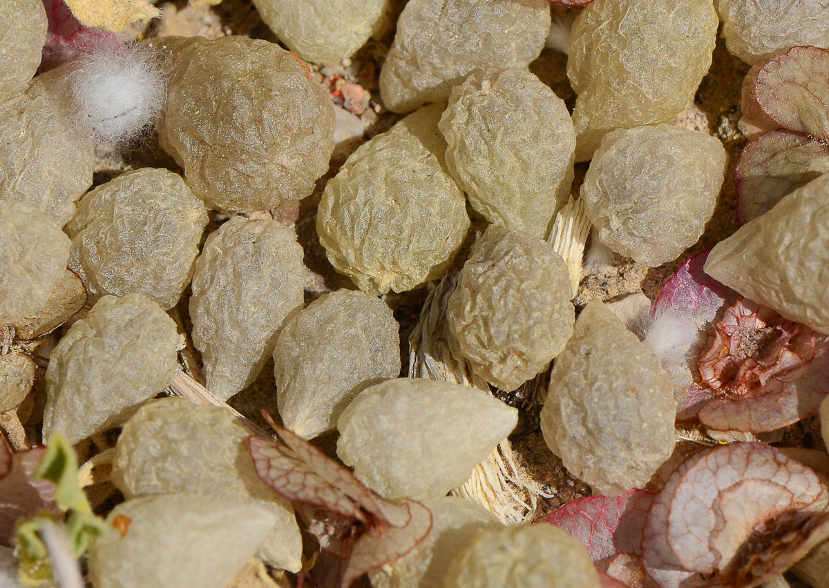 Image of Atriplex holocarpa specimen.