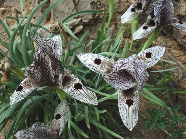 Image of Iris helena specimen.