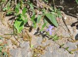 Vinca herbacea. Цветущее растение. Армения, Сюник, ущелье реки Воротан. 04.05.2013.