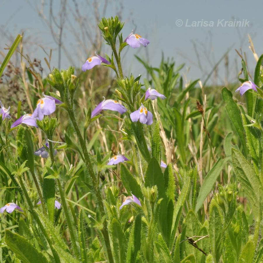 Image of Mazus stachydifolius specimen.