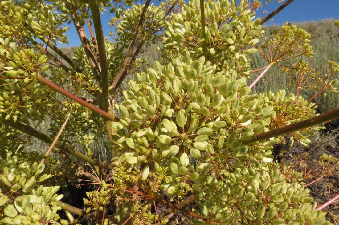 Изображение особи Ferula teterrima.