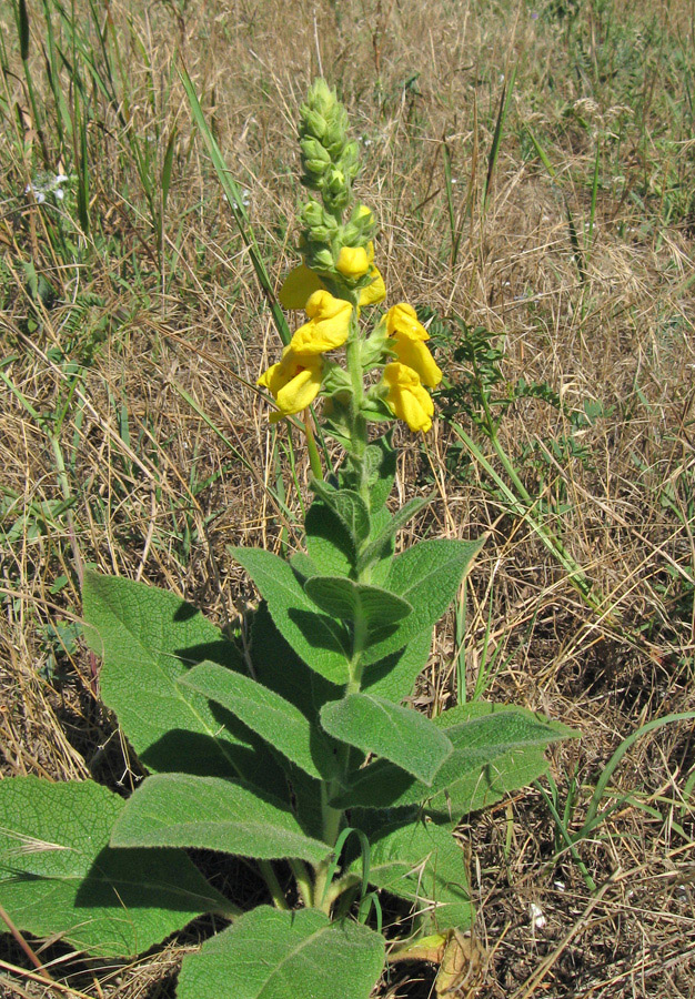 Изображение особи Verbascum phlomoides.
