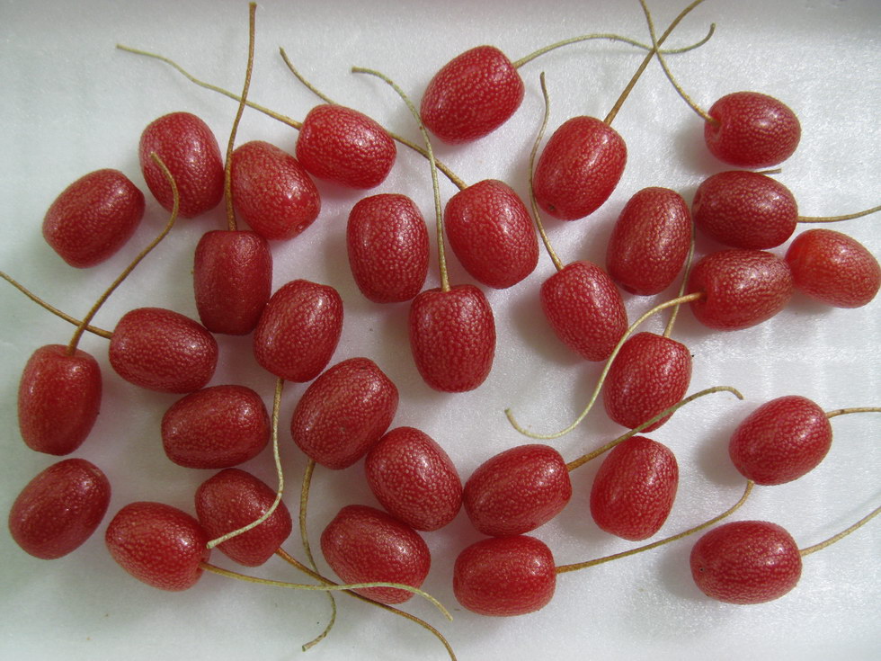 Image of Elaeagnus multiflora specimen.