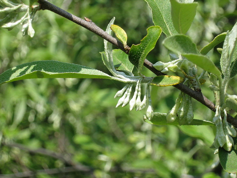 Image of Elaeagnus angustifolia specimen.