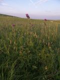 Centaurea ossethica