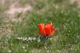 Tulipa borszczowii. Цветущее растение. Южный Казахстан, городище Сауран. 09.04.2013.