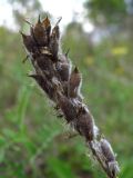 Oxytropis pilosa. Соплодие. Курская обл., юг Кореневского р-на, ур. Карякин яр, плакор. 02.08.2013.