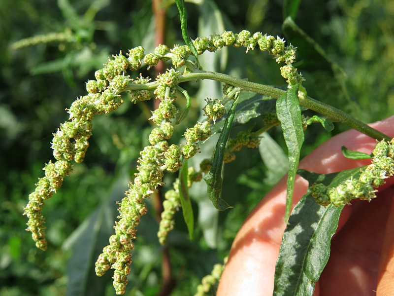 Изображение особи Atriplex tatarica.
