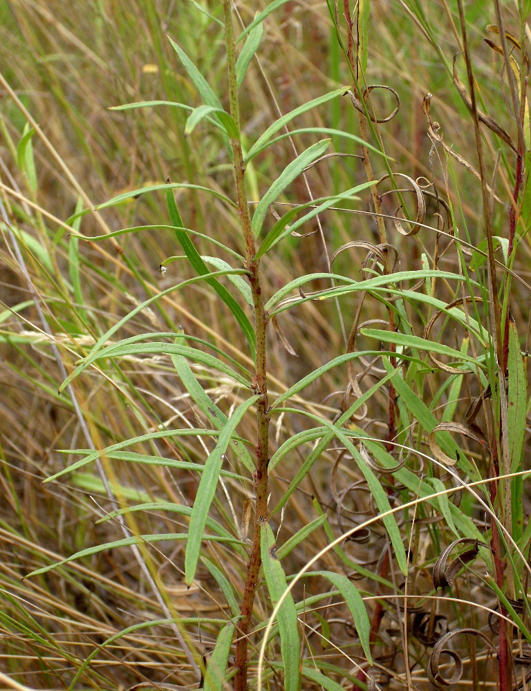 Image of Hieracium umbellatum specimen.