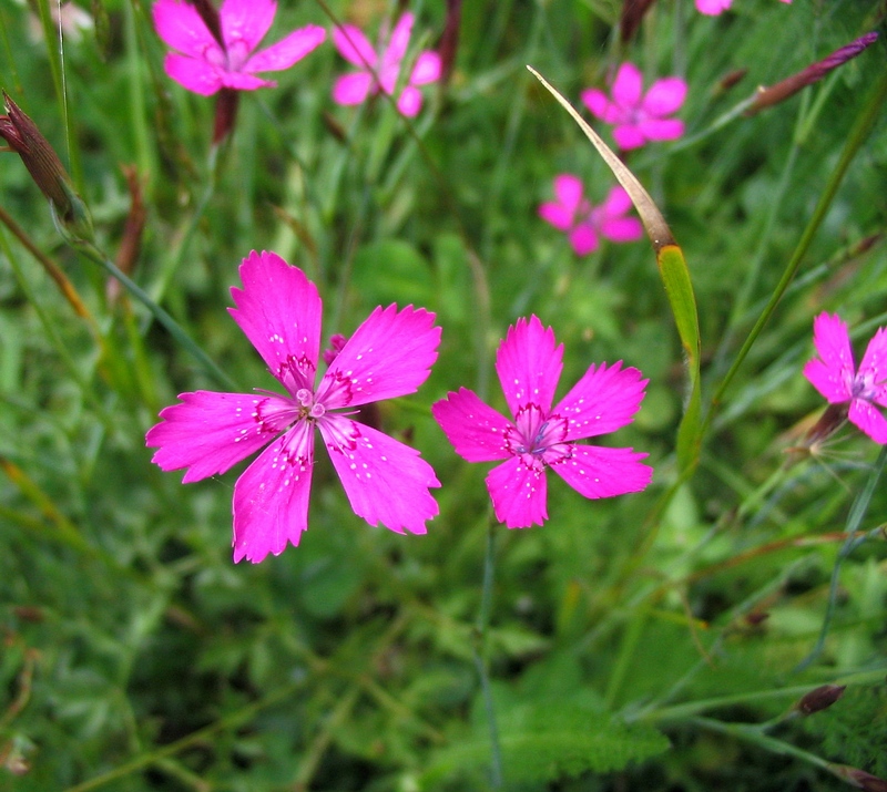 Image of Dianthus deltoides specimen.