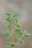 Euphorbia humifusa