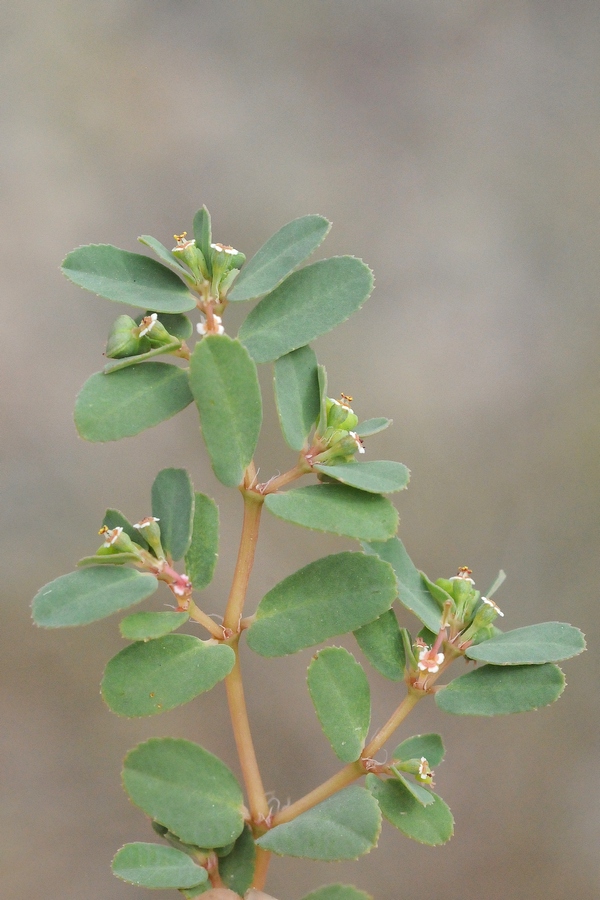 Изображение особи Euphorbia humifusa.