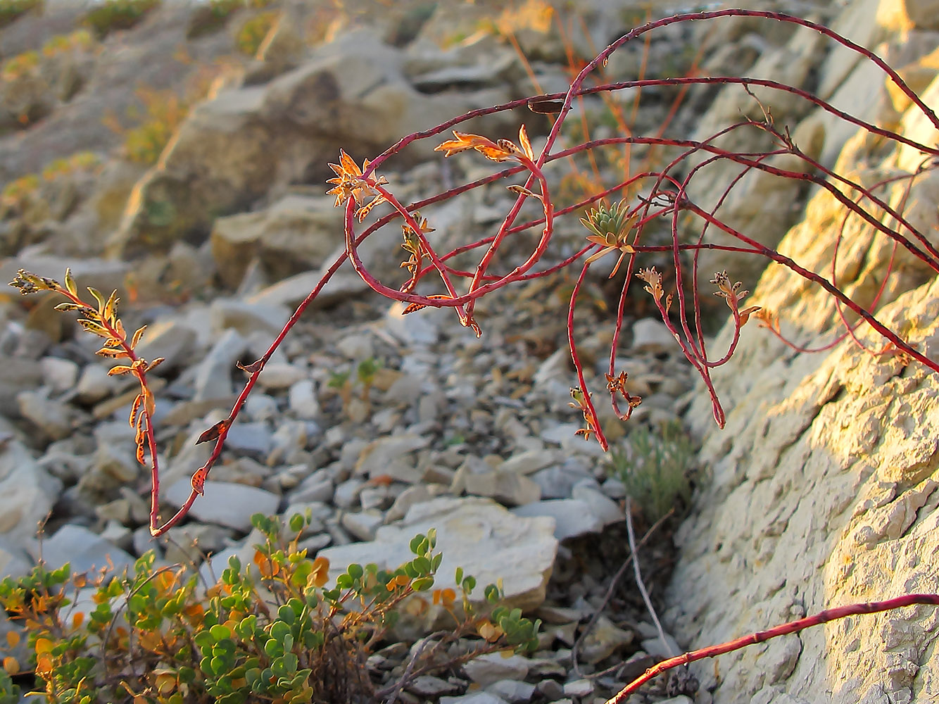 Image of Euphorbia petrophila specimen.