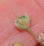 Allium daninianum. Плод. Израиль, Голаны (северная часть), окр. бывшего сирийского села Нафах. 16.05.2013.