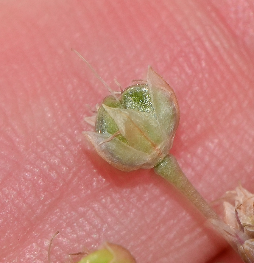 Image of Allium daninianum specimen.