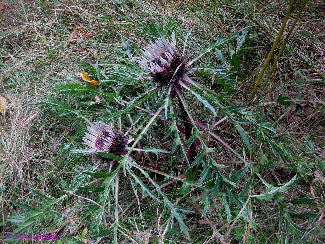 Изображение особи Carlina acaulis.