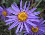 Aster bessarabicus. Соцветие (вид сверху). Украина, Хмельницкая обл., Каменец-Подольский р-н, западнее с. Вербка, урочище Четыре кавалера, НПП \"Подольские Товтры\", луговая степь на склоне товтры. 24 сентября 2013 г.