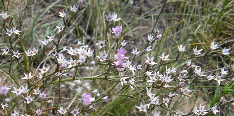 Изображение особи Goniolimon graminifolium.