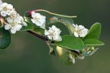 Cotoneaster oliganthus. Побег с цветками. Южный Казахстан, хр. Каржантау, ущ. Кызылбулак, левый склон. 28.05.2013.