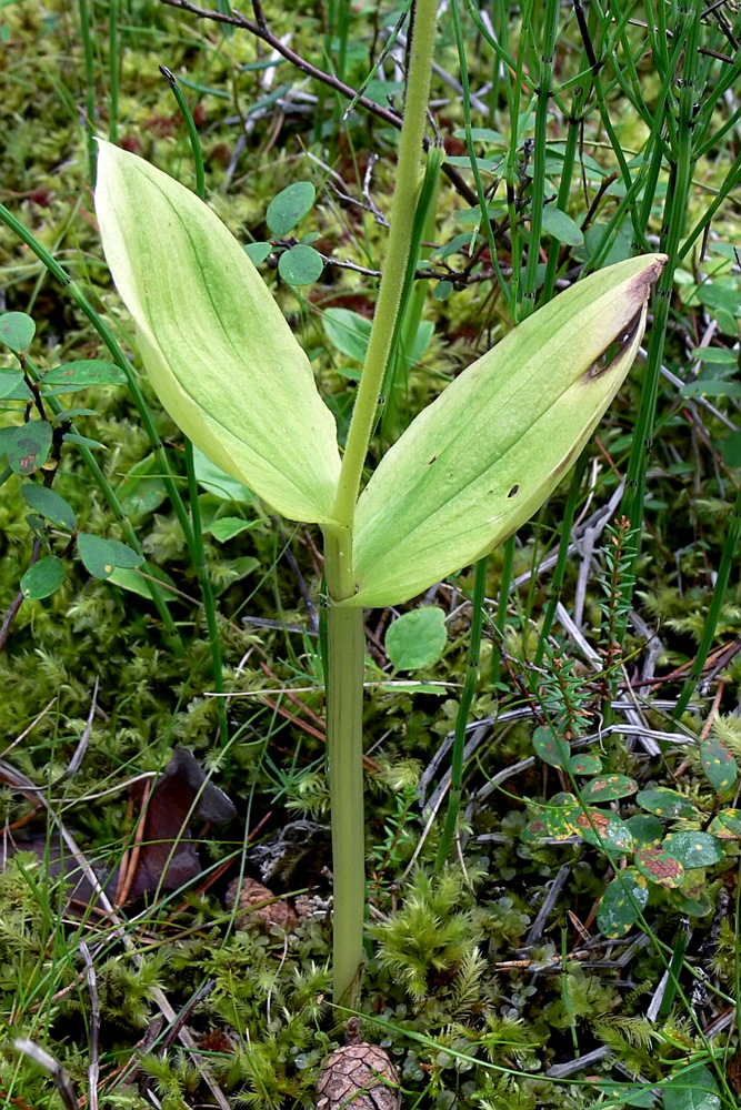 Image of Listera ovata specimen.