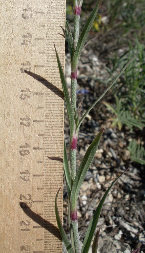 Изображение особи Dianthus pseudarmeria.