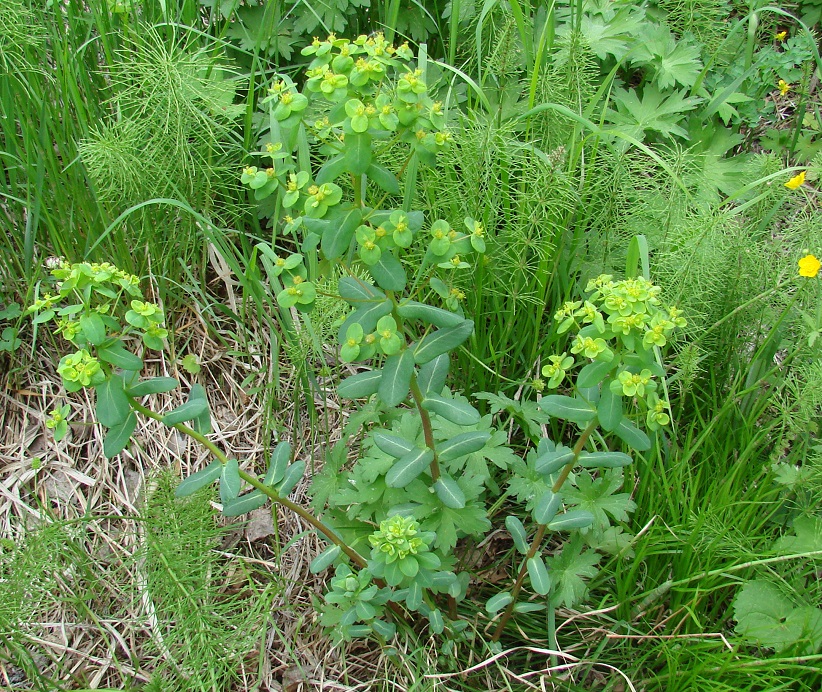 Image of Euphorbia jenisseiensis specimen.