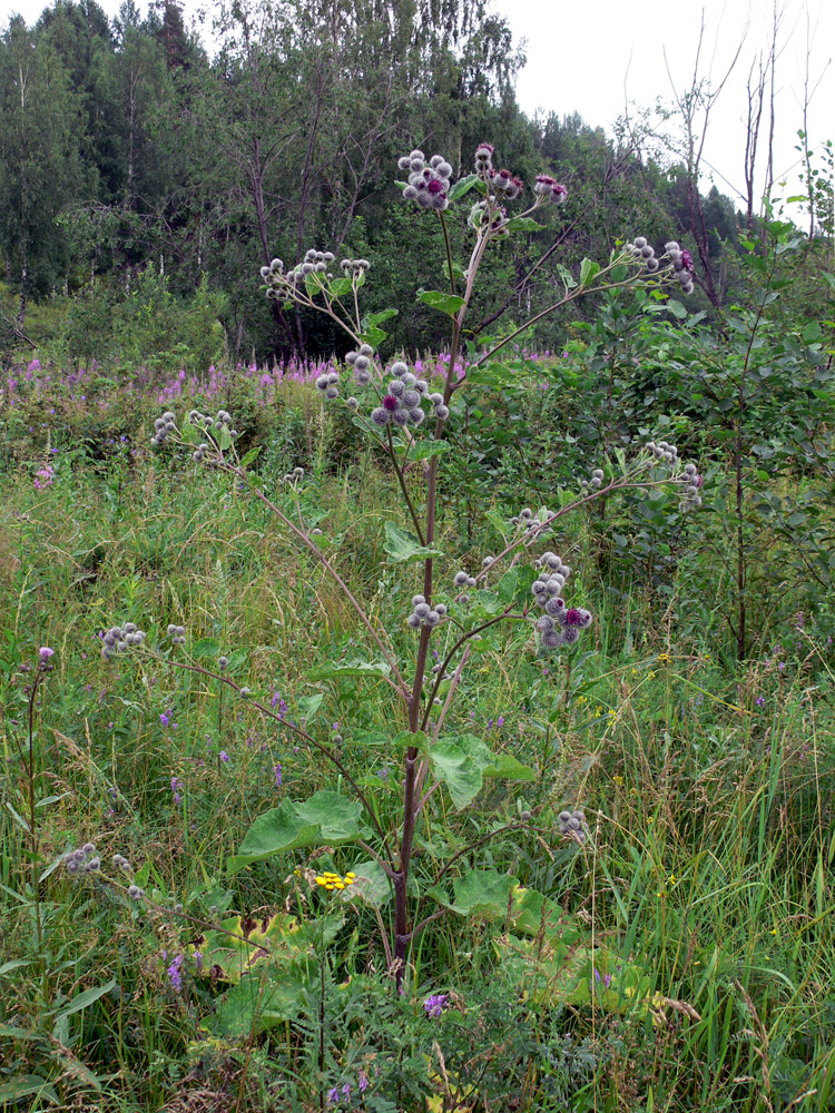 Image of Arctium tomentosum specimen.
